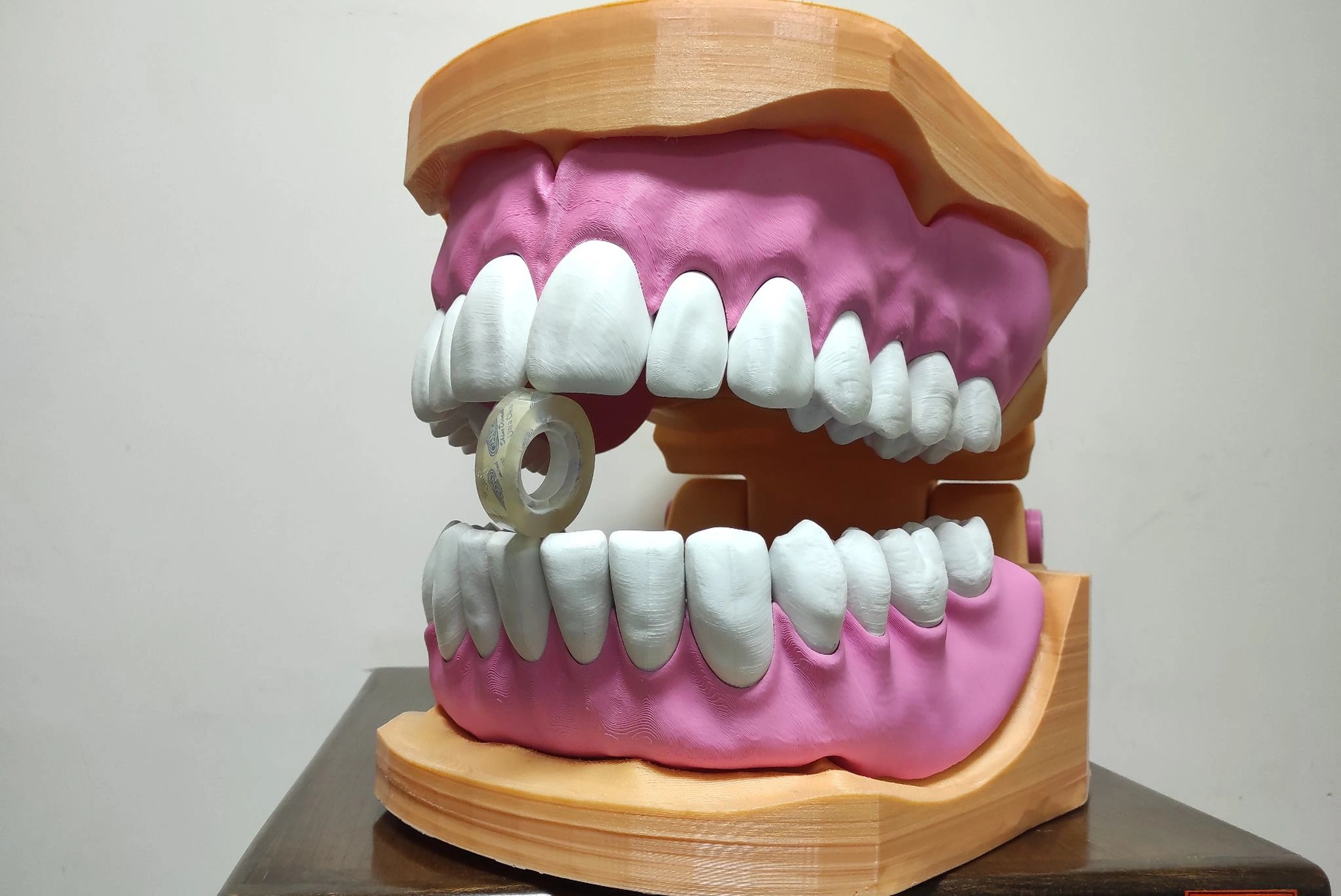 Large educational dental model designed at CCK
